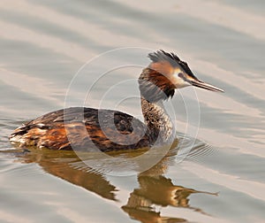 Great Crested Grebe