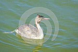 Great Crested Grebe