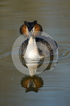 Great crested grebe