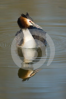 Great crested grebe