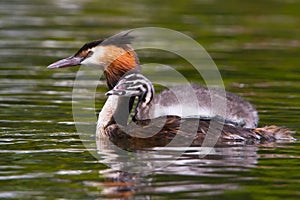 Great Crested Grebe