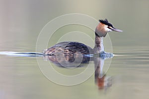 Great crested grebe