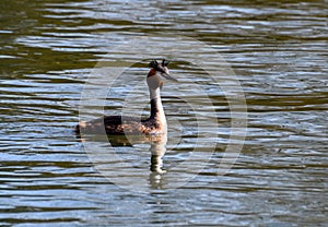 Great Crested Grebe