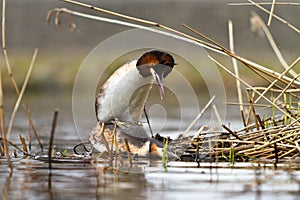 Great crested grebe