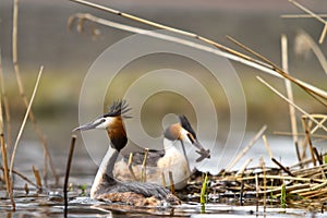 Great crested grebe