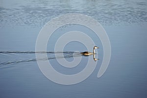 Great Crested Grebe