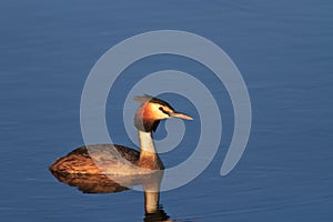 Great crested grebe