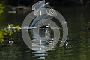 Great crested grebe