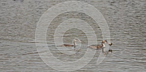 Great Crested Grebe