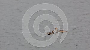 Great Crested Grebe