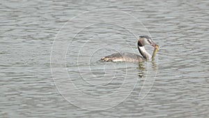 Great Crested Grebe