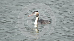 Great Crested Grebe