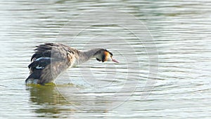 Great Crested Grebe