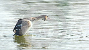 Great Crested Grebe