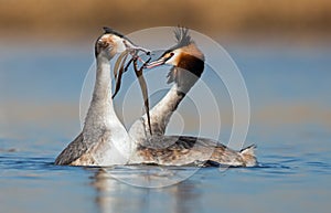 Great Crested Grebe