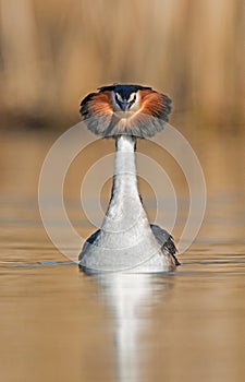 Great Crested Grebe