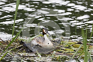 Great Crested Grebe