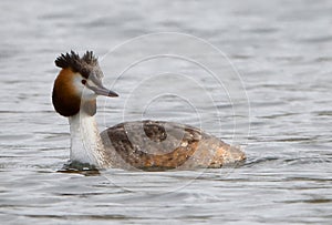 great crested grebe