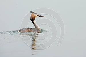 Great crested grebe