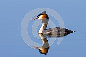 The Great Crested Grebe