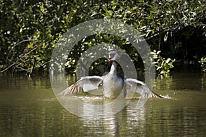 Great crested grebe