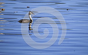 Great-crested Grebe