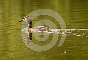 Great Crested Grebe