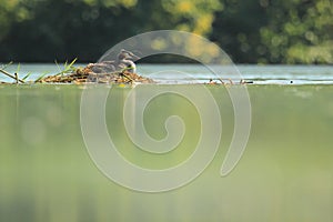 Great crested grebe