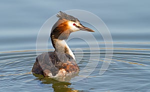 Great crested grebe