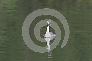 Great crested grebe