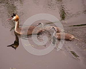 Great crested grebe