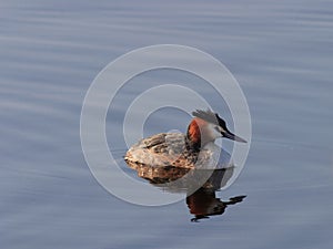 Great crested grebe