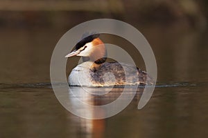 Great crested grebe