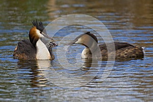 Great crested grebe
