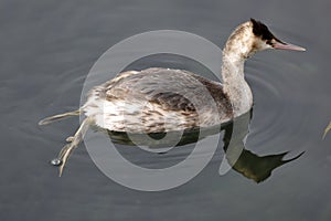 Great Crested Grebe