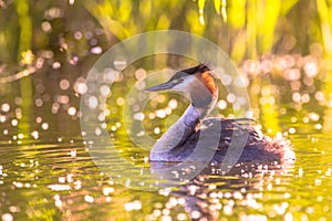 Great Crested Grebe