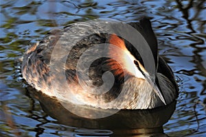 Great crested grebe