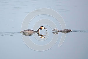 Great Crested Grebe