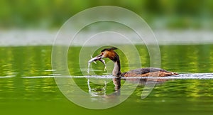 Great Crested Grebe