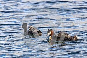 Great crested grebe with babies on back, swimming at lake Alexandrina in New Zealand.