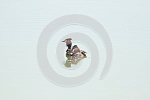 Great Crested Grebe and babies