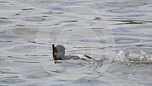 Great Crested Grebe. Battle between two male grebes for a female is coming to an end