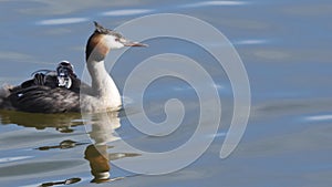 Great crested grebe bird