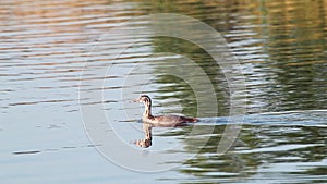 Great crested grebe bird chick on blue lake water