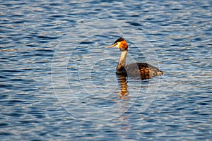 Great Crested Grebe in blue lake water