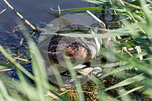 Great crested grebe