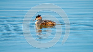 Great Crested Grebe in a calm fresh water pond