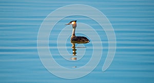 Great Crested Grebe in a calm fresh water pond