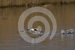 Great Crested Grebe cavorting on the Somerset Levels, United Kingdom