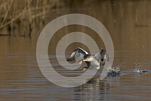 Great Crested Grebe cavorting on the Somerset Levels, United Kingdom